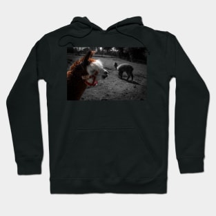 Community Farm Alpacas Hoodie